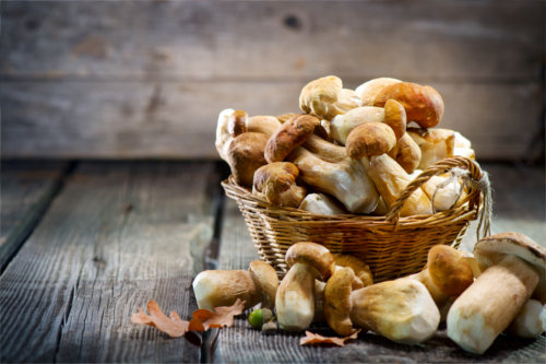 Wie würzt man Pilze? - Pilze richtig würzen und passende Kräuter | Suppenhandel